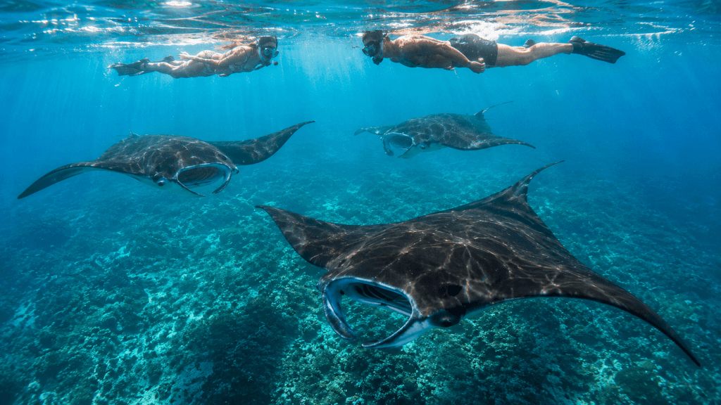 Snorkelers swimming alongside manta rays off the Kona coast